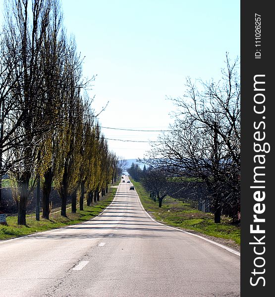 Road, Tree, Lane, Sky