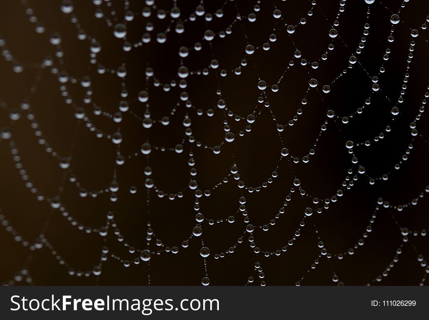 Spider Web, Water, Black, Moisture