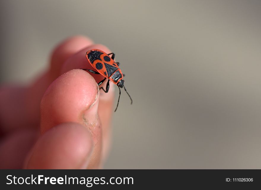 Insect, Macro Photography, Invertebrate, Close Up