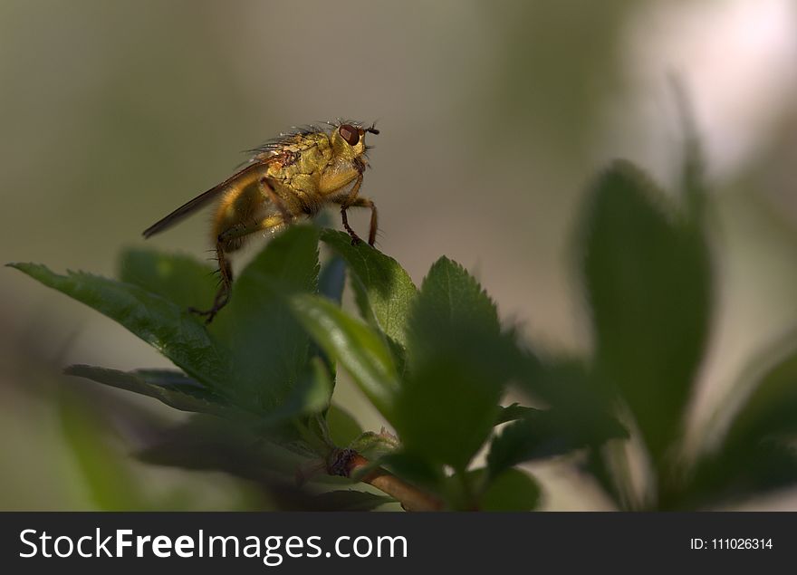 Insect, Pest, Membrane Winged Insect, Invertebrate