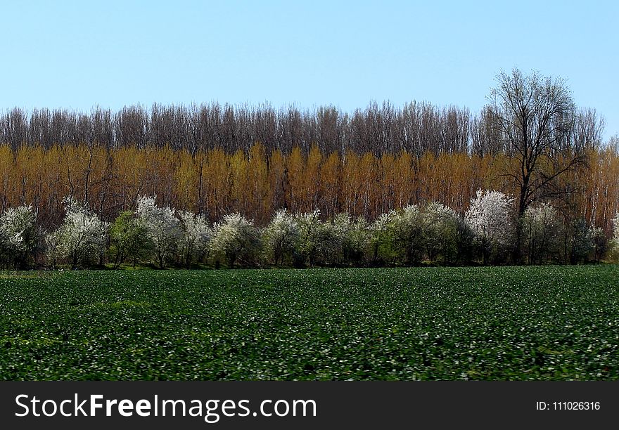 Ecosystem, Field, Tree, Vegetation