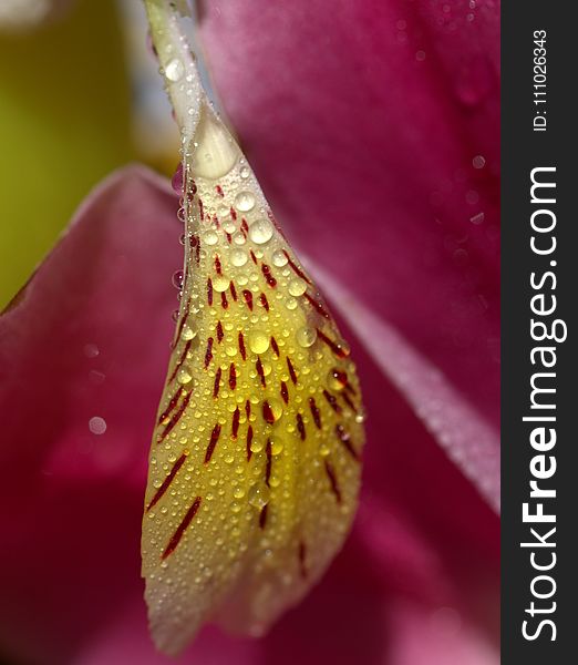 Macro Photography, Flower, Close Up, Flora