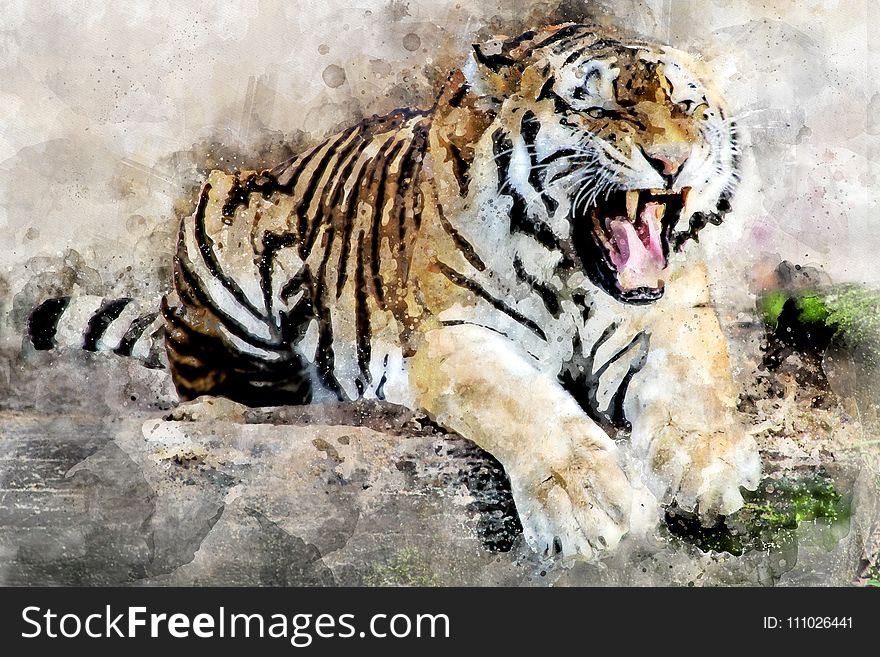 Tiger, Wildlife, Mammal, Terrestrial Animal