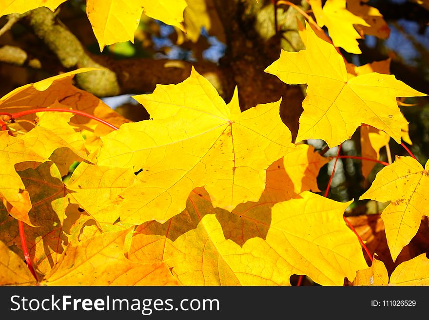 Leaf, Yellow, Maple Leaf, Autumn