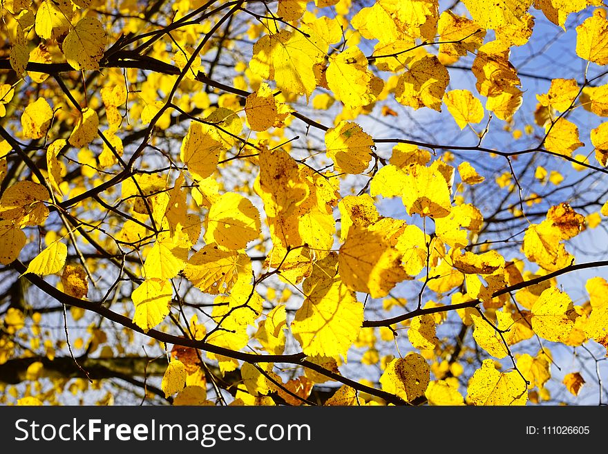 Yellow, Branch, Tree, Leaf