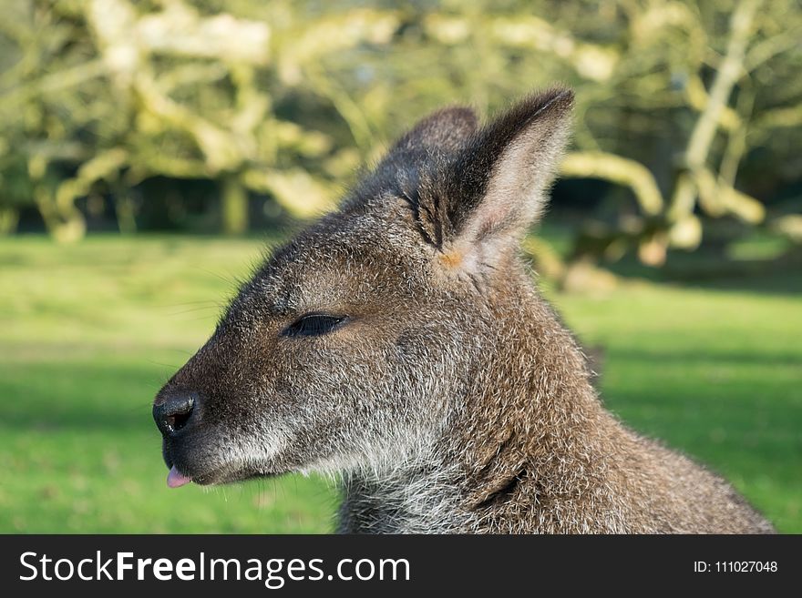 Wallaby, Wildlife, Kangaroo, Macropodidae