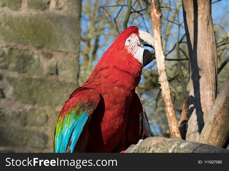Macaw, Bird, Fauna, Parrot