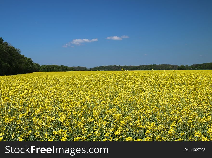 Rapeseed, Field, Canola, Yellow