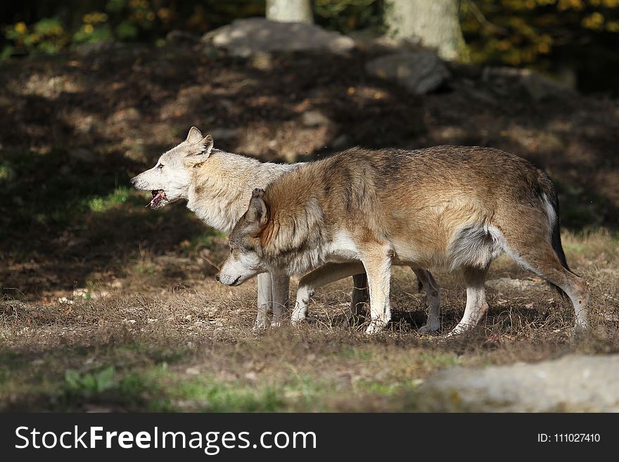 Wildlife, Fauna, Wolf, Coyote