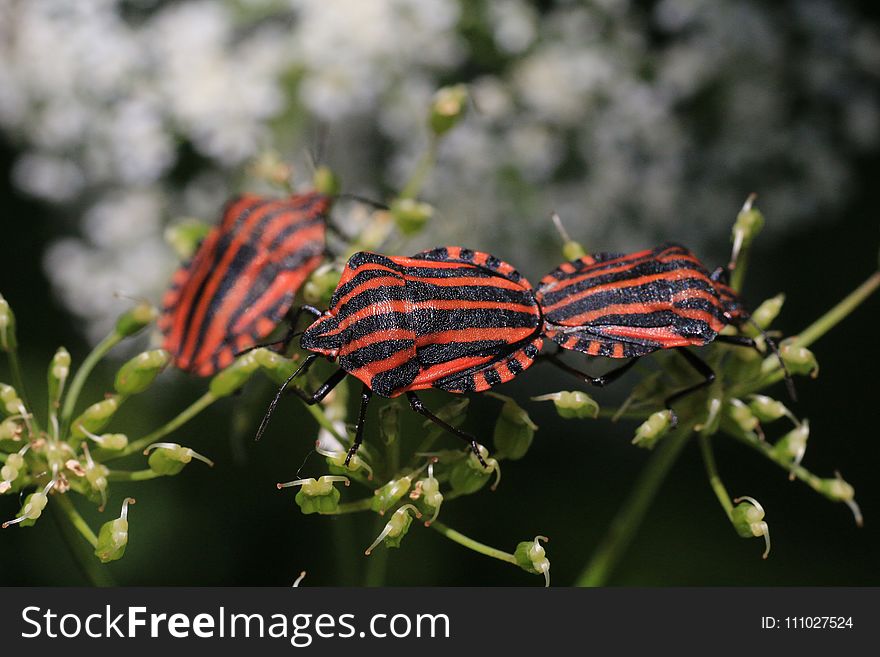 Insect, Butterfly, Moths And Butterflies, Invertebrate