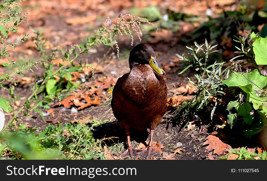 Bird, Fauna, Beak, Leaf