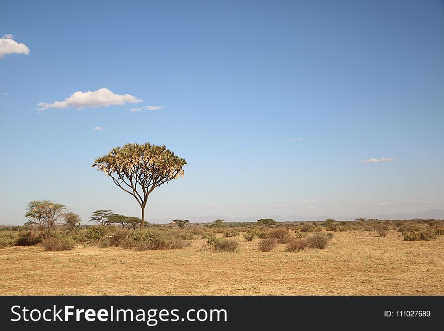 Grassland, Savanna, Sky, Ecosystem