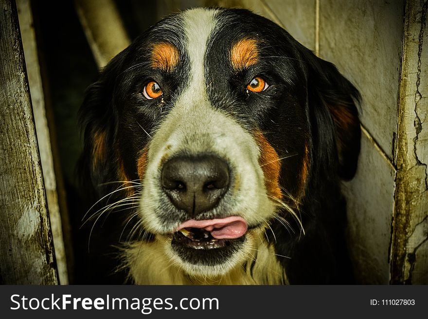 Dog, Dog Breed, Dog Like Mammal, Bernese Mountain Dog