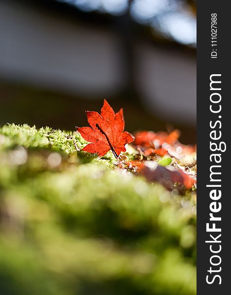 Leaf, Autumn, Close Up, Maple Leaf