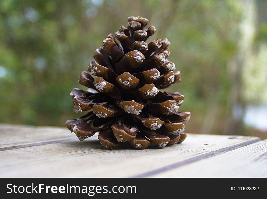 Pine Family, Pine Nut, Conifer, Material