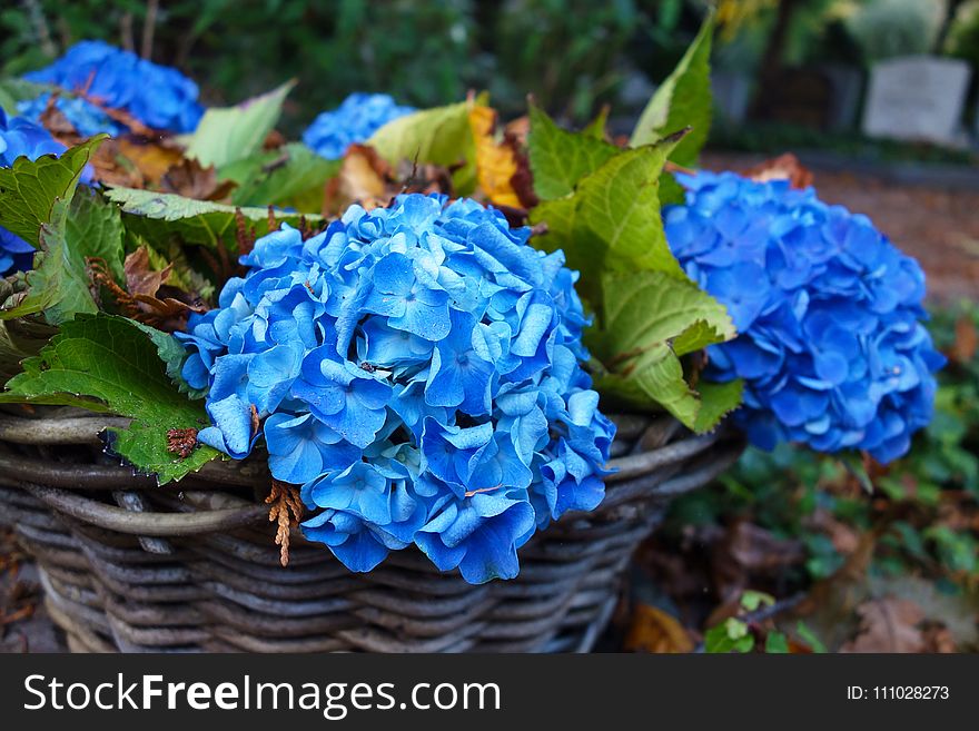 Blue, Flower, Plant, Flowering Plant