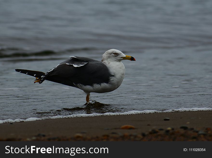 Bird, Gull, Seabird, European Herring Gull