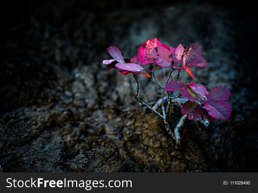 Pink, Flower, Plant, Flora