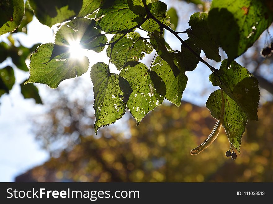 Leaf, Vegetation, Flora, Branch