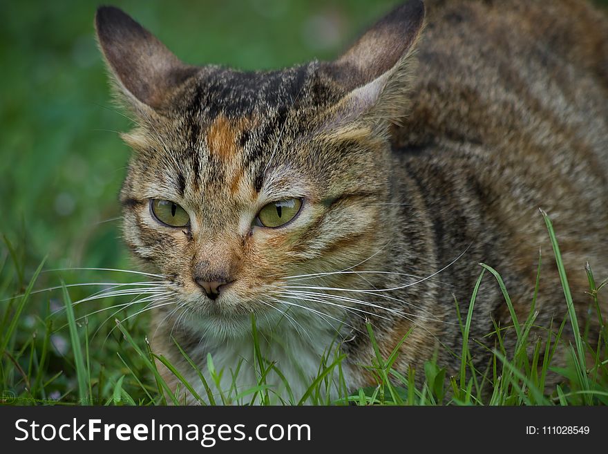 Cat, Whiskers, Wildlife, Fauna