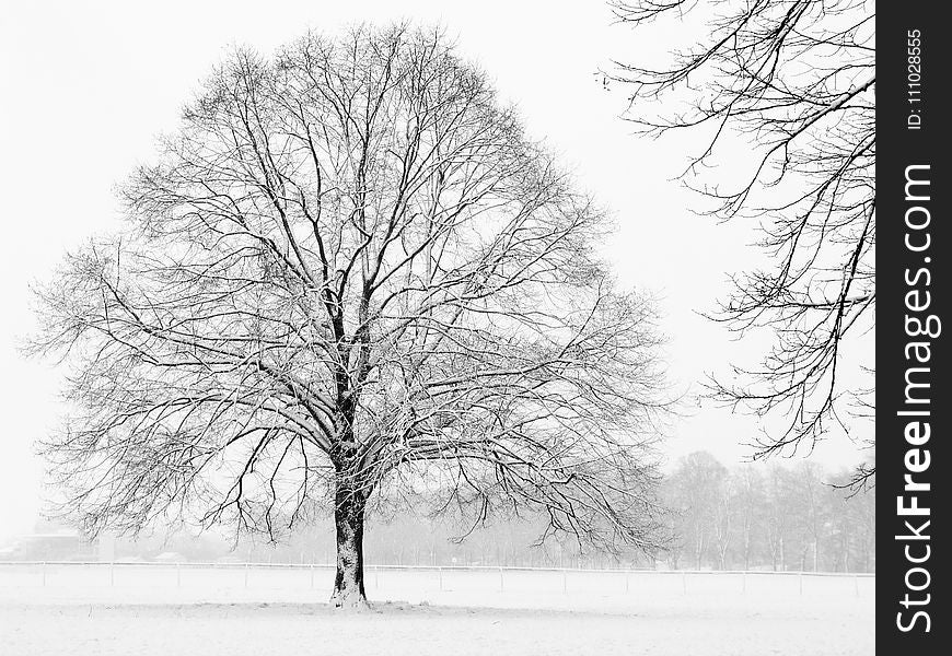 Tree, Winter, Black And White, Branch