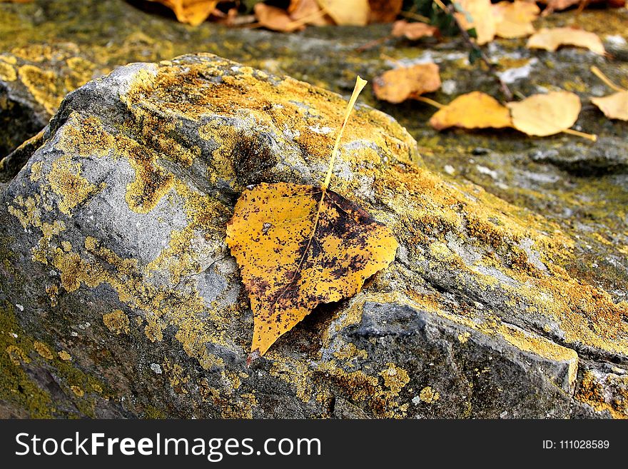 Rock, Leaf, Geology, Organism