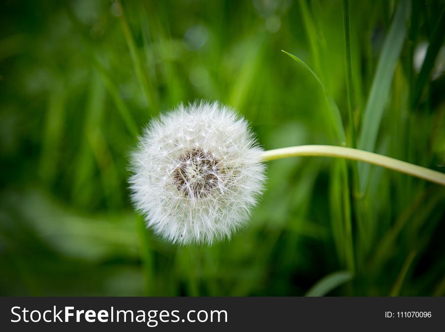 White Dandelion in Shallow Focus Photography