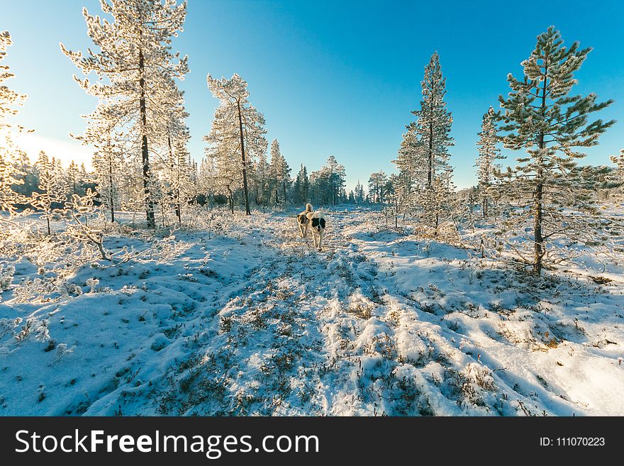 Animals Walking on Snow Covered Forest