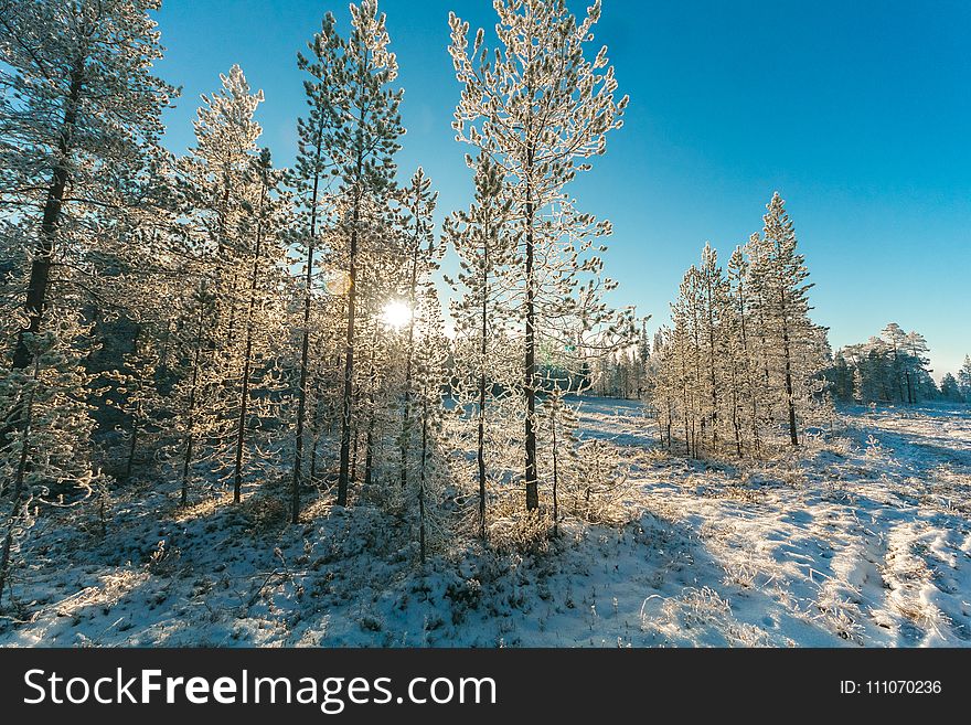 Snow Covered Trees and Mountain Slope