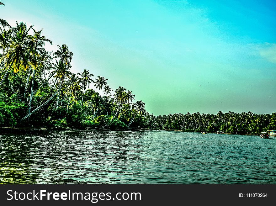 Beach Covered With Coconut Tree Lot
