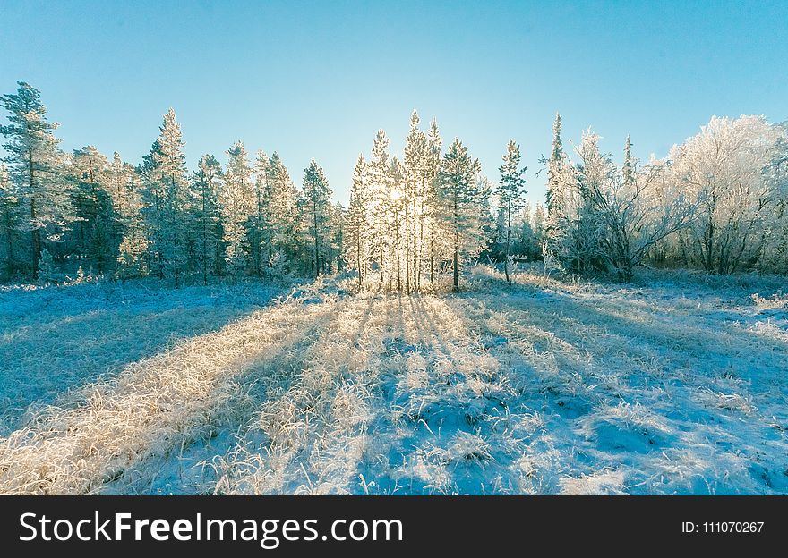 Pine Trees Under Blue Sky