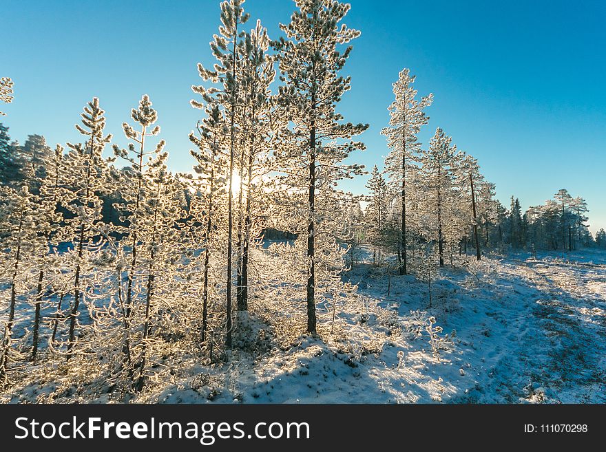 Pine Trees Field With Snow