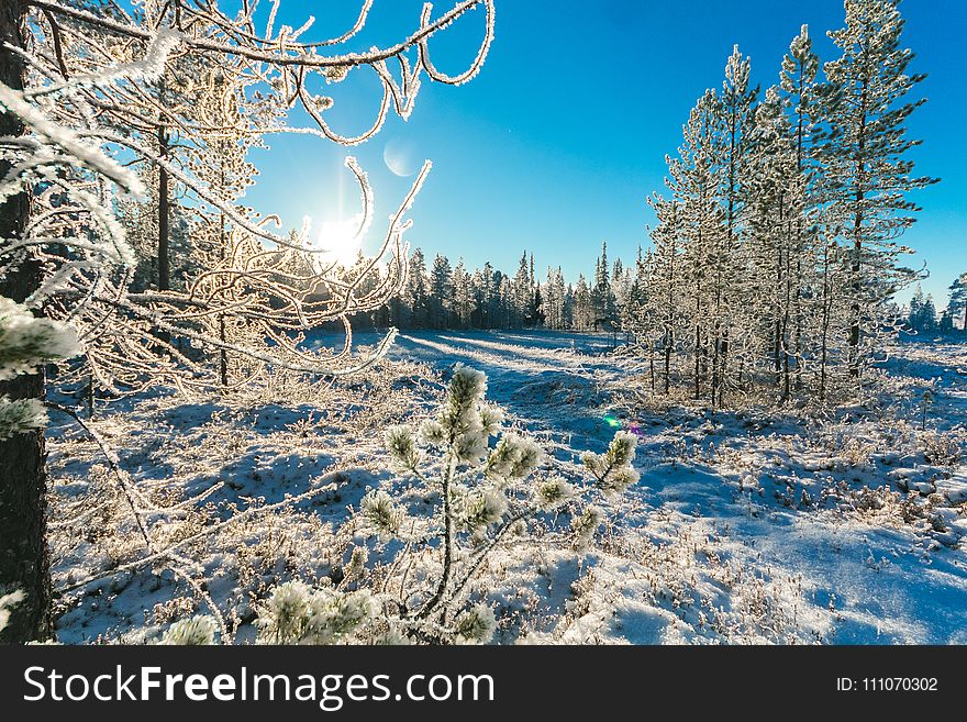 Pine Trees In Winter