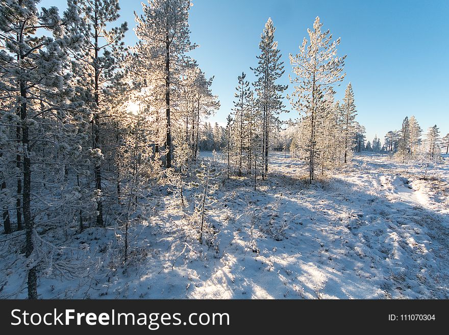 White Pine Trees