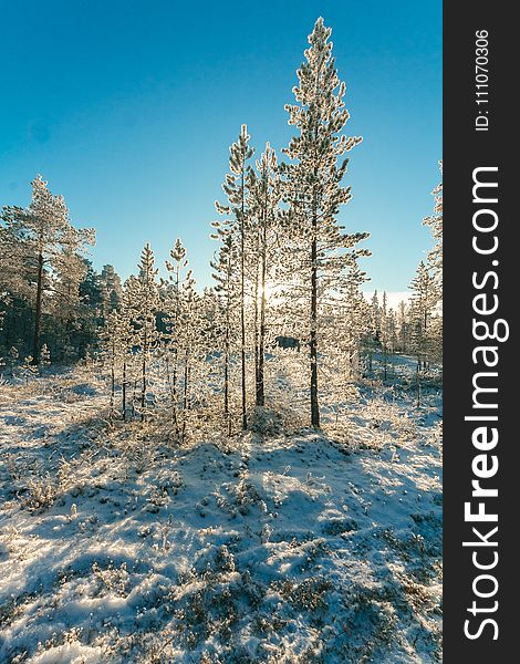 Snow Covered Forest Under Clear Blue Sky