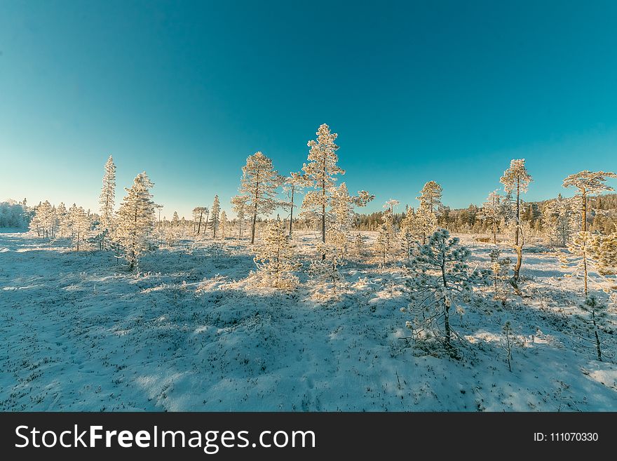 Landscape Photography Of Snowy Forest Under Clear Sky