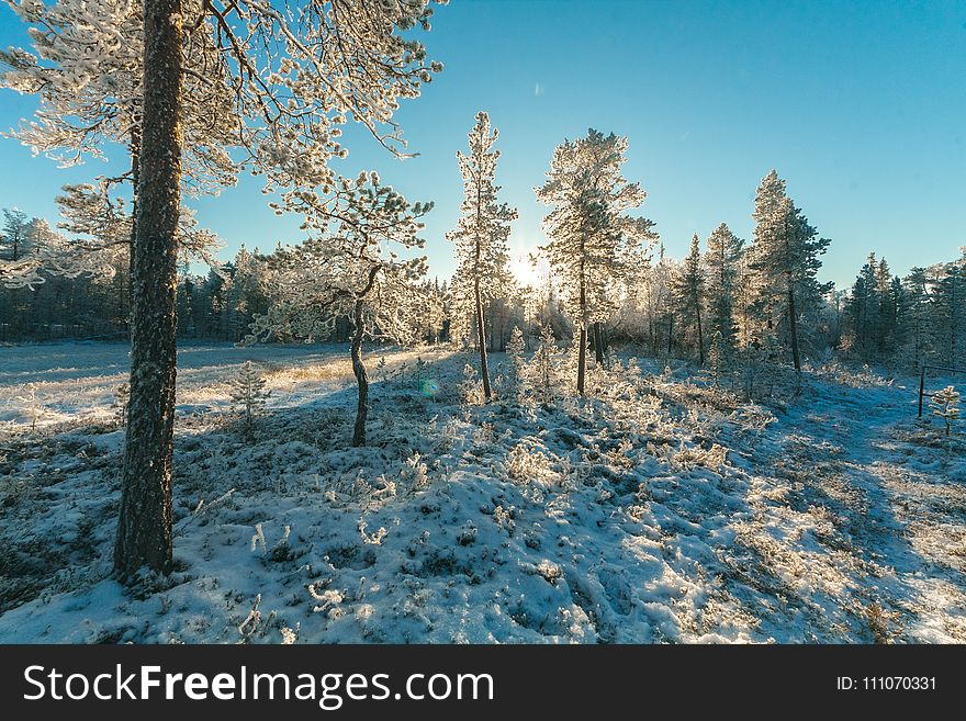 Landscape Photography Of Trees Covered With Snow