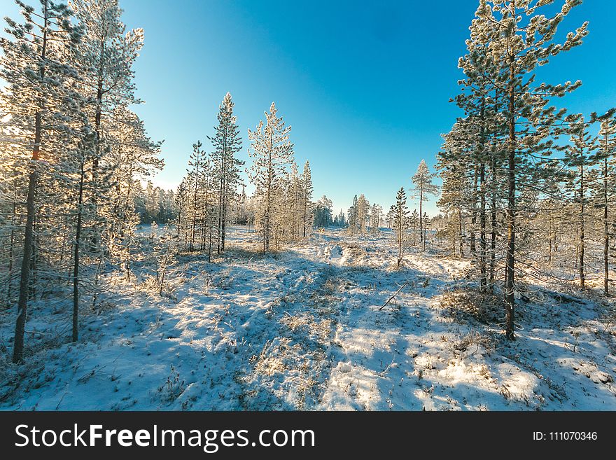 Snow Covered Field and Green Leaf Trees Under Blue Sky