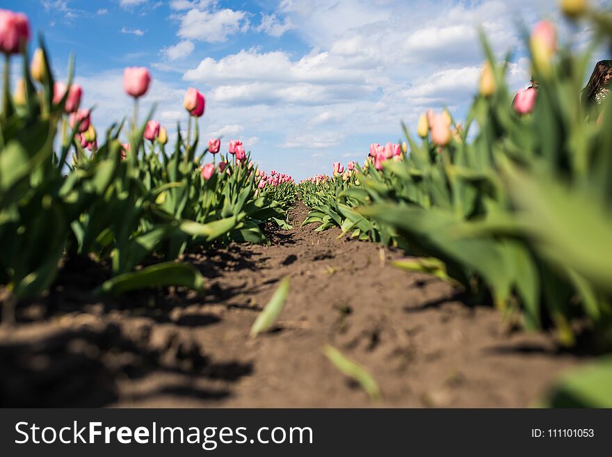 Garden color flowers and tulips beautiful outdoor scenery