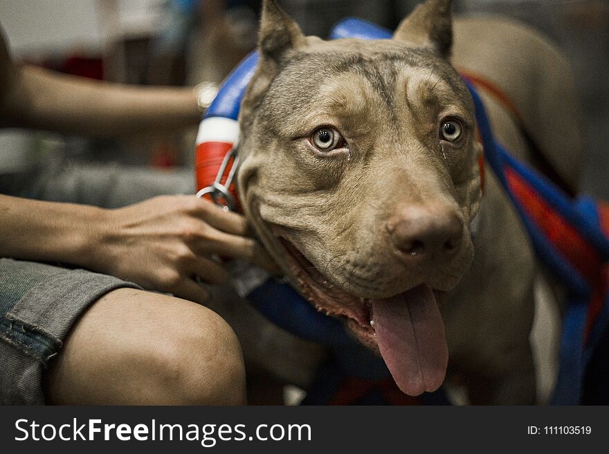 Pure bread dog waiting for weight pulling competition. Pure bread dog waiting for weight pulling competition