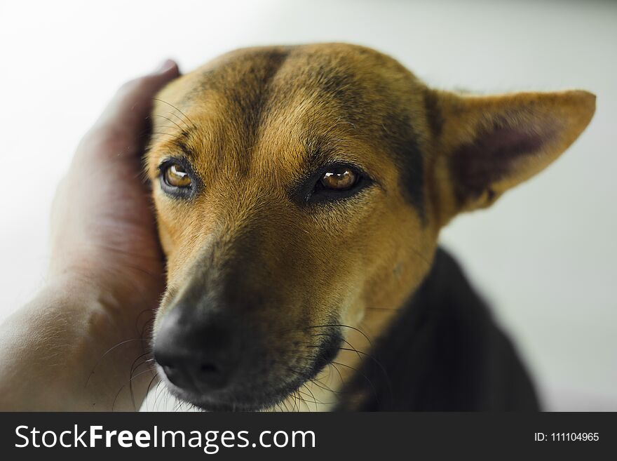 Close up portrait of dog shepherd and human hand