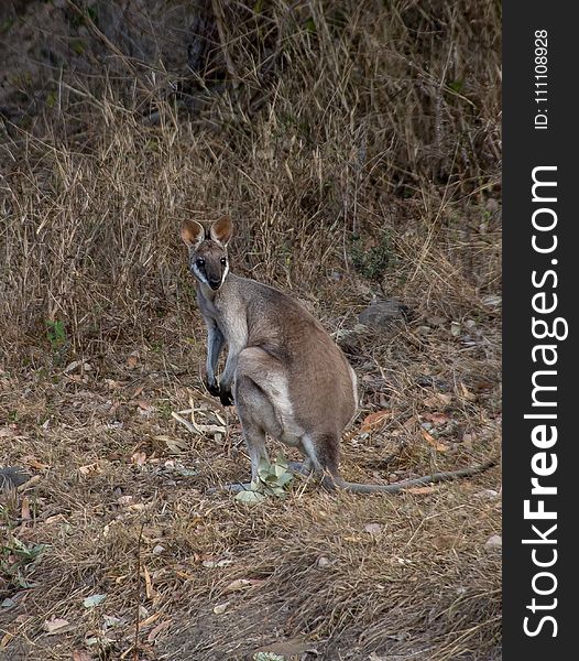 Wallaby, Wildlife, Macropodidae, Fauna