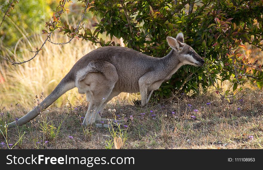 Kangaroo, Wildlife, Macropodidae, Fauna