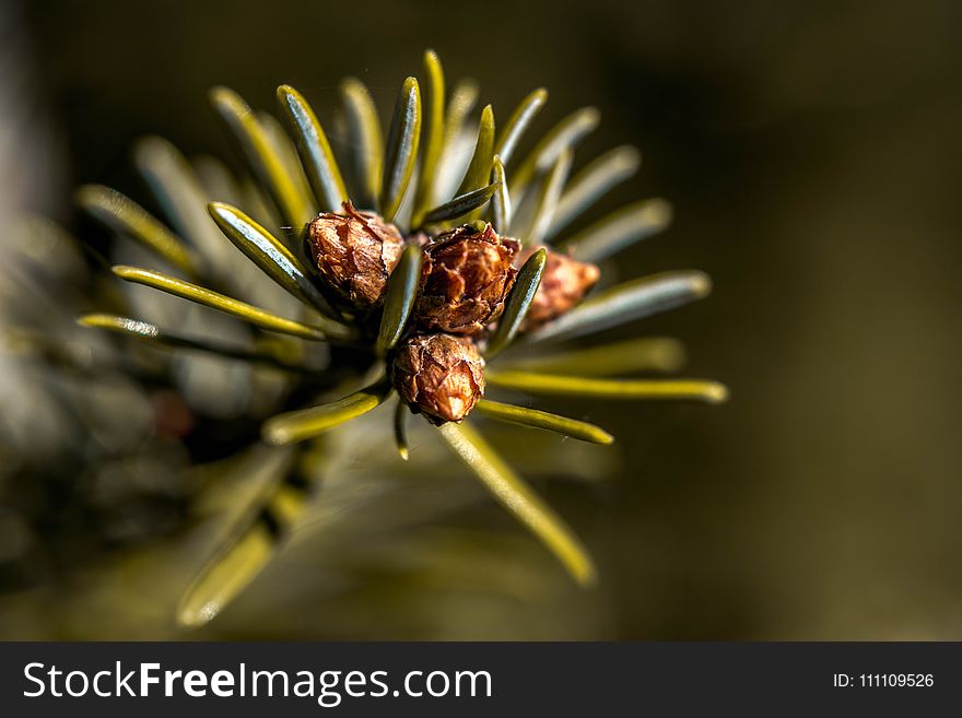 Flora, Macro Photography, Close Up, Insect