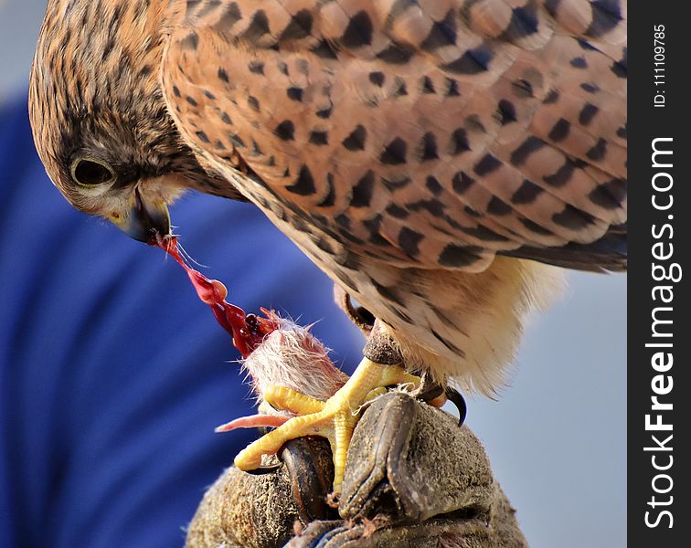 Beak, Bird, Falcon, Hawk