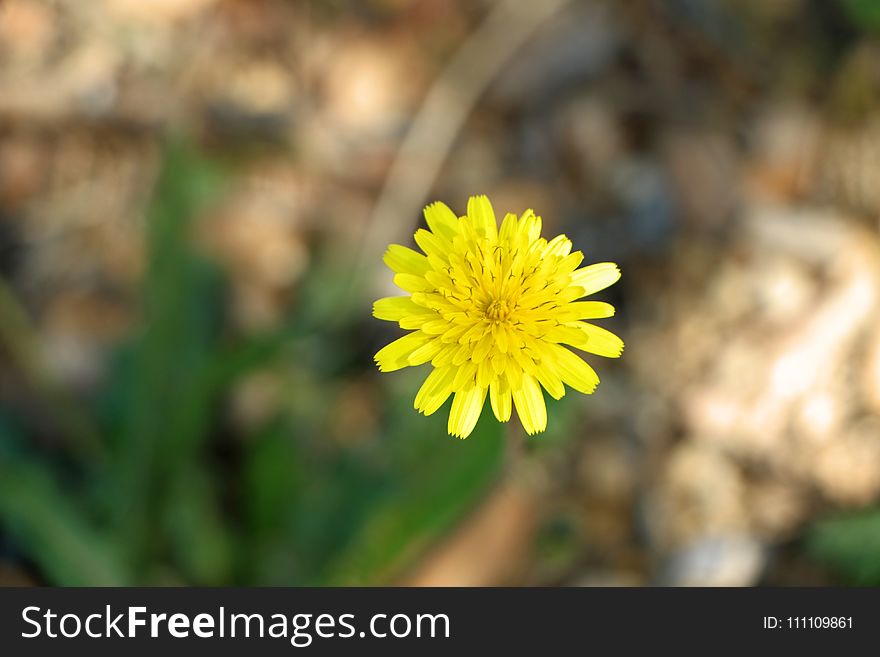 Flower, Yellow, Flora, Flatweed