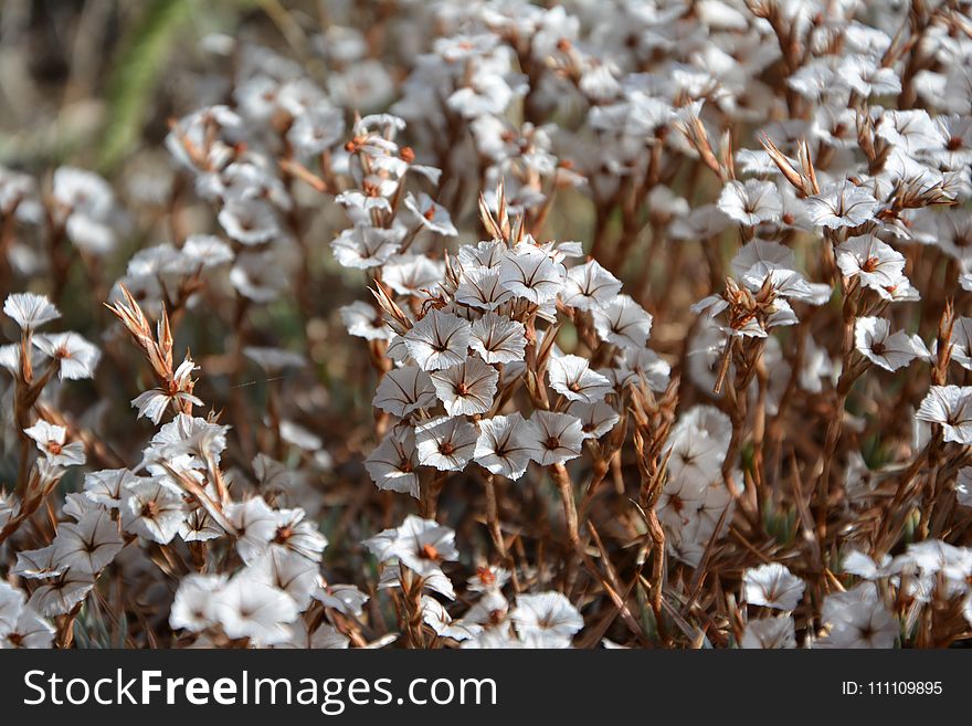 Flora, Flower, Spring, Plant