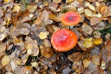 Free Mushroom, Fungus, Medicinal Mushroom, Edible Mushroom Stock Images - 111110594