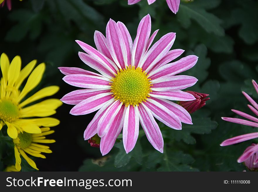 Flower, Flora, Marguerite Daisy, Plant