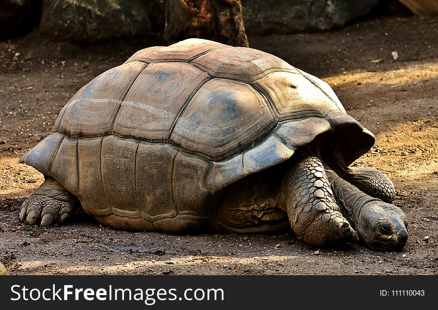 Tortoise, Turtle, Terrestrial Animal, Fauna